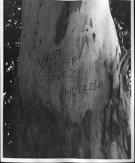 (3191) Pro-UFW sentiment is carved into a tree, 1972